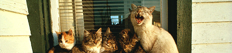 CAHS cats